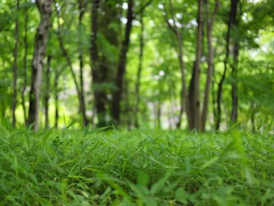 Midori no hi (緑の日) : le jour de la nature
