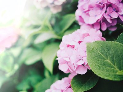 Hortensias de juin : 5 lieux pour les admirer