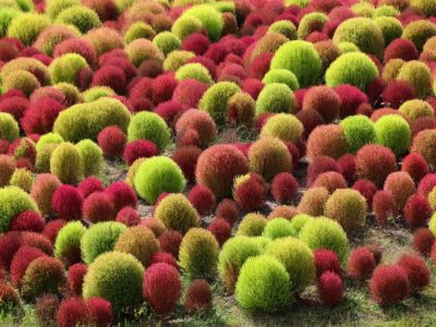 Les fleurs d’automne