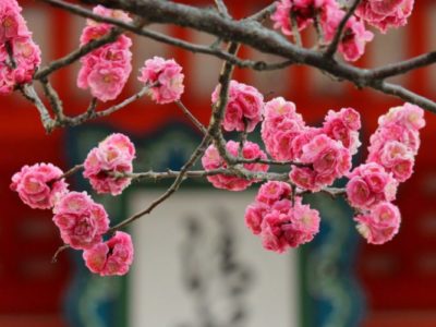 [Japon Pratique] 5 adresses pour profiter du festival des pruniers