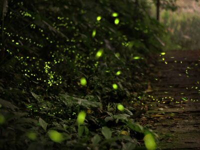 Où profiter du spectacle des lucioles à Tokyo