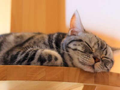 Bars à animaux au Japon: 4 bars originaux à Tokyo