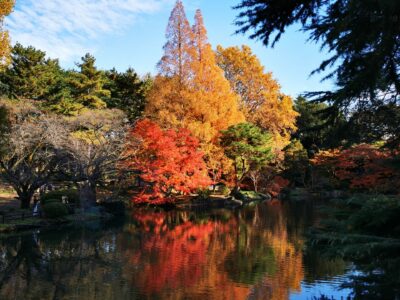 紅葉狩り Momiji Gari, meilleurs spots à Tokyo Edition 2022 – Partie II