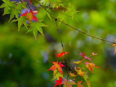 紅葉狩り Momiji-Gari ou la chasse aux couleurs d’automne : Edition 2022 – Partie I