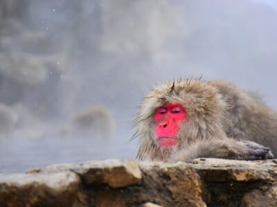 Notre sélection des meilleurs Onsen autour de Tokyo