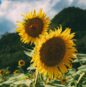 dear-Ez_Hs1vtKJY-unsplash
